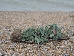Crambe maritima, photograph (c) Daniel Cahen, some rights reserved (CC BY)