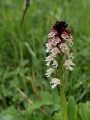 Neotinea ustulata ustulata