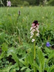 Neotinea ustulata ustulata