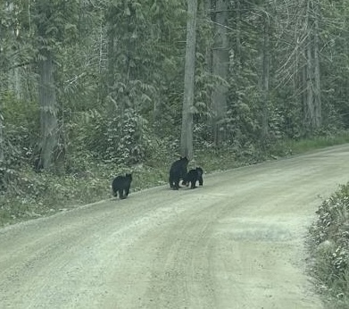 Black Bear sighting near qathet Regional District