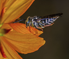 Synocoelioxys