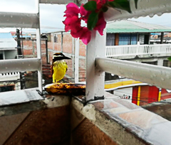 Pitangus sulphuratus