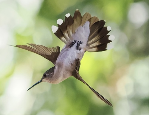 Black-chinned Hummingbird