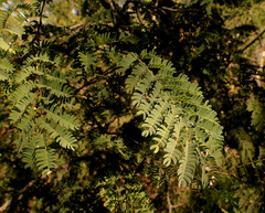 Albizia harveyi