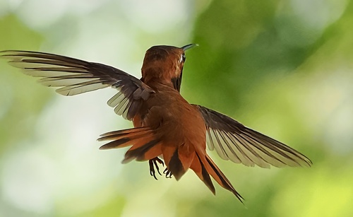 Rufous Hummingbird
