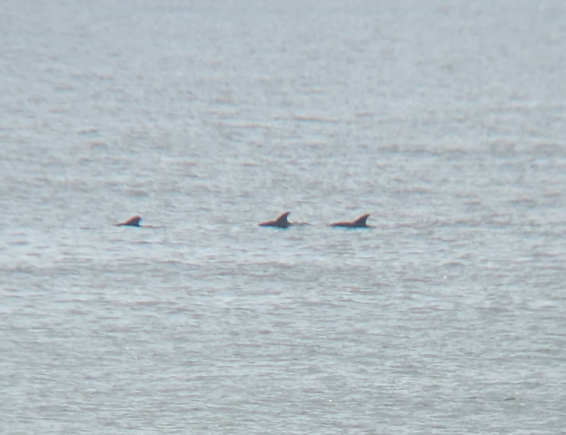 Tursiops erebennus