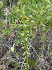 Platanthera cooperi