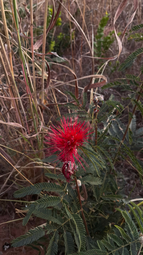 Calliandra dysantha