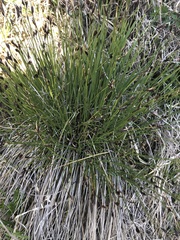Schoenus ferrugineus