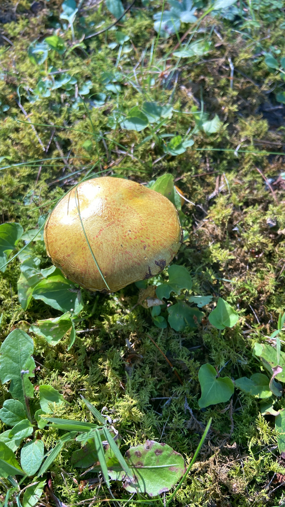 Chicken Fat Mushroom · August 2026 · photo: Photo: no rights reserved · iNaturalist