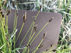 Schoenus ferrugineus