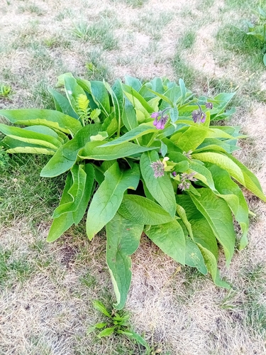 common comfrey