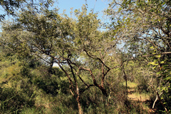 Albizia harveyi