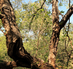 Albizia harveyi