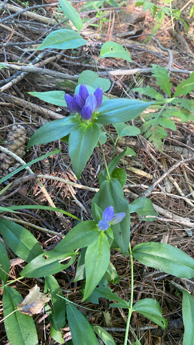 Gentiana clausa, photograph 5