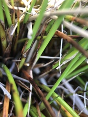 Schoenus ferrugineus