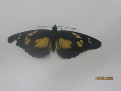 Pseudacraea lucretia tarquinea