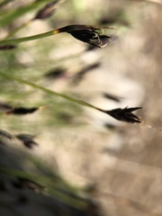 Schoenus ferrugineus