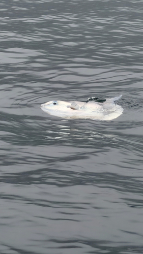 Common Mola