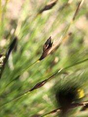 Schoenus ferrugineus