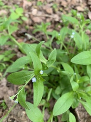 Myosotis sparsiflora