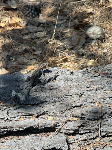 iNaturalist observation photo of Western Fence Lizard
