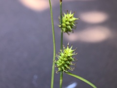 Carex lepidocarpa