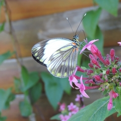 Pieriballia viardi
