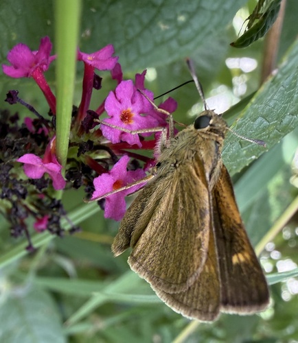 Tawny-edged Skipper