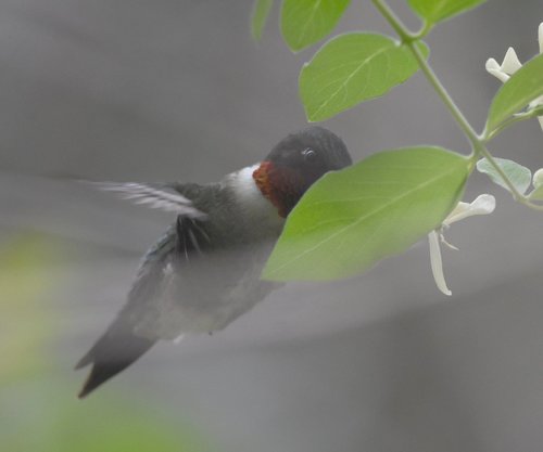 Ruby-throated Hummingbird photographed in West Virginia
