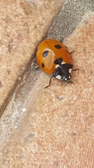 Coccinella septempunctata