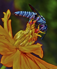 Synocoelioxys