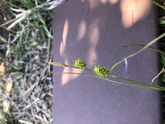 Carex lepidocarpa