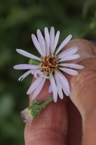 Symphyotrichum foliaceum, photograph 5