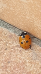 Coccinella septempunctata
