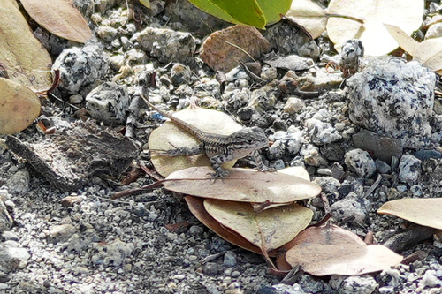 iNaturalist observation photo of Common Sagebrush Lizard