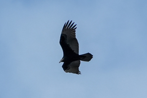 iNaturalist observation photo of Turkey Vulture