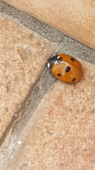 Coccinella septempunctata