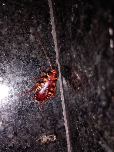 Australian Cockroach