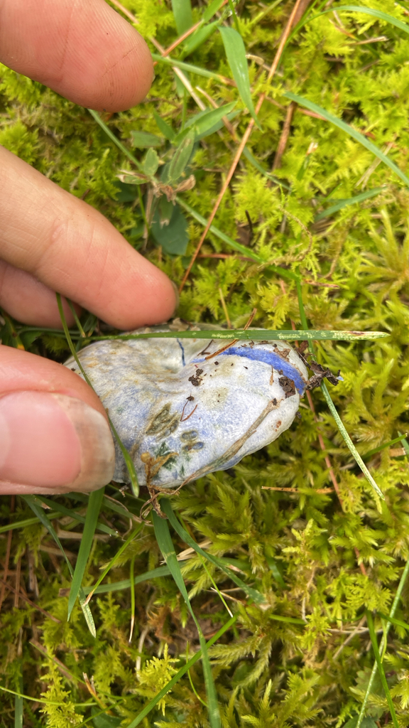 indigo milk cap · August 2026 · photo: Photo: no rights reserved · iNaturalist