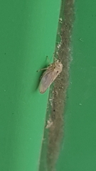 Megophthalminae