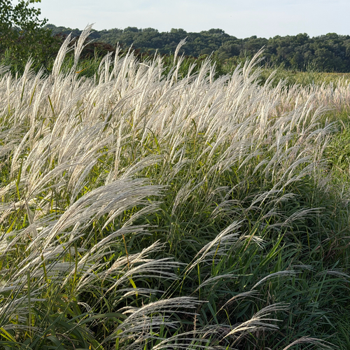 Miscanthus sacchariflorus, photograph 4