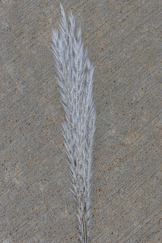 Miscanthus sacchariflorus, photograph 5