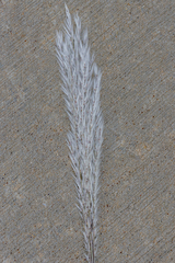 Miscanthus sacchariflorus, photograph (c) Dan Vickers, some rights reserved (CC BY)