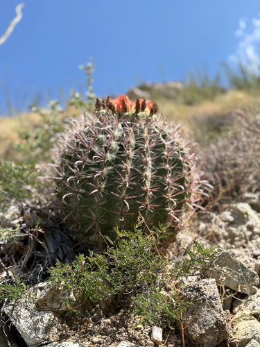 fishhook barrel cactus