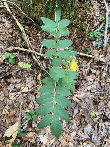 Sorbus americana, photograph 5