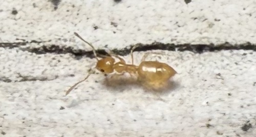 Plagiolepis alluaudi observed 2026-08-30