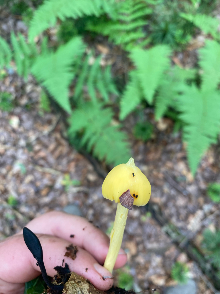 Yellow Unicorn Entoloma · August 2026 · photo: Photo: no rights reserved · iNaturalist