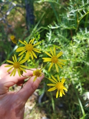 Senecio lyonii