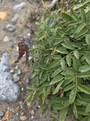 Hedysarum boreale, photograph 3